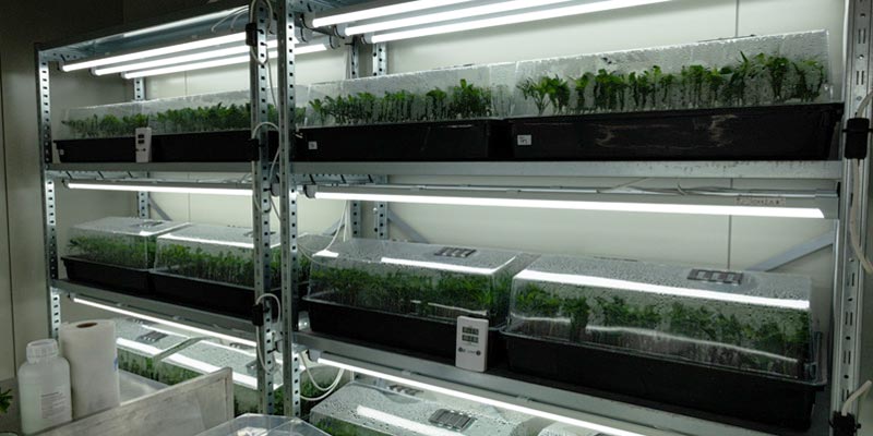 Ein offener Kühlschrank, gefüllt mit vakuumverpackten CBD-Blüten. Die Blüten sind in transparenten Plastikbeuteln verpackt und ordentlich in den Regalfächern sowie in der Tür des Kühlschranks gestapelt. Auf einigen Beuteln sind handschriftliche Notizen zu sehen.